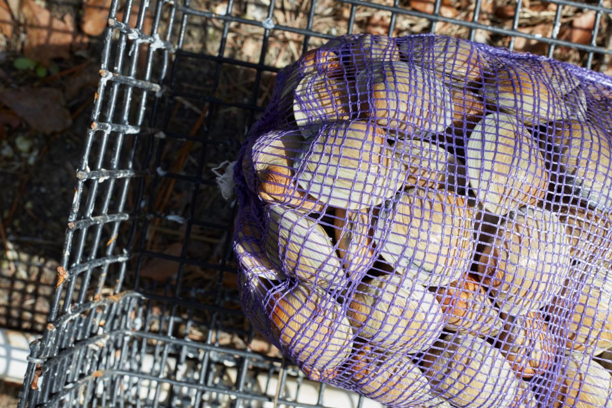 bag of clams in wire bin 