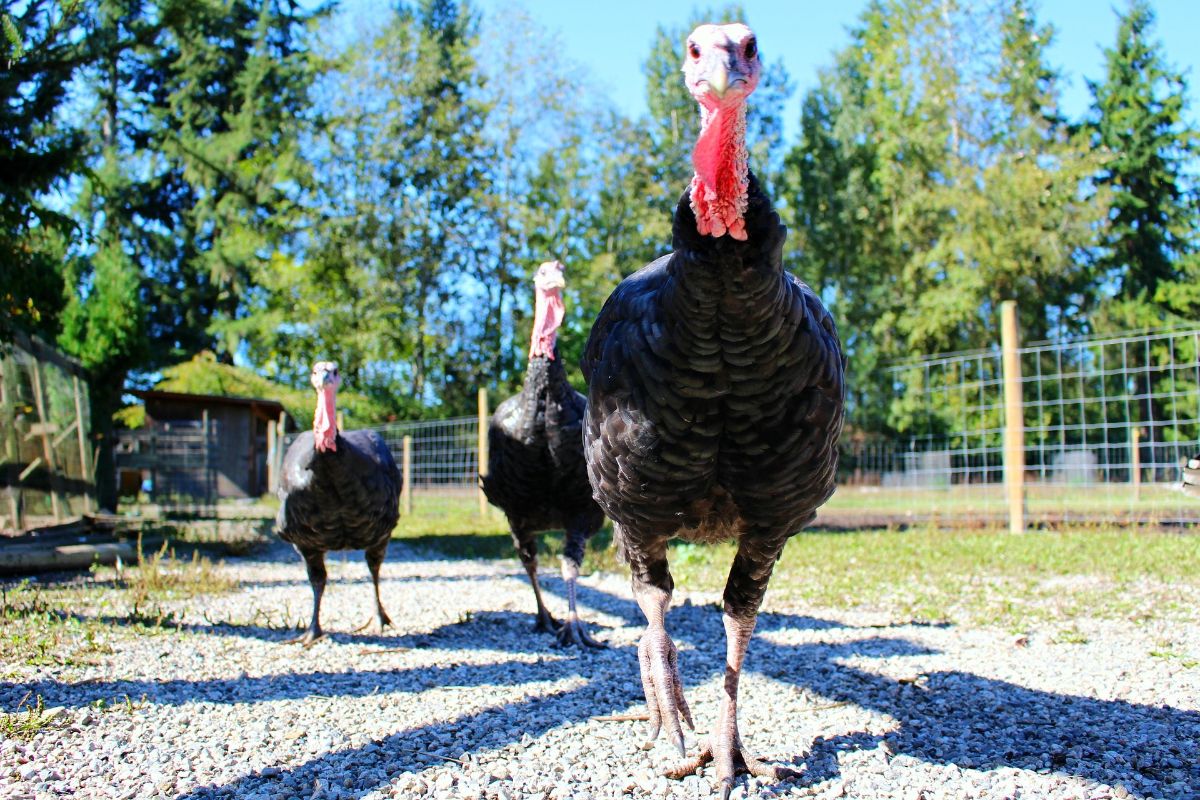 several turkeys on a farm 