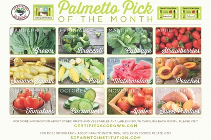 palmetto pick of the month