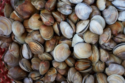pile of clams 