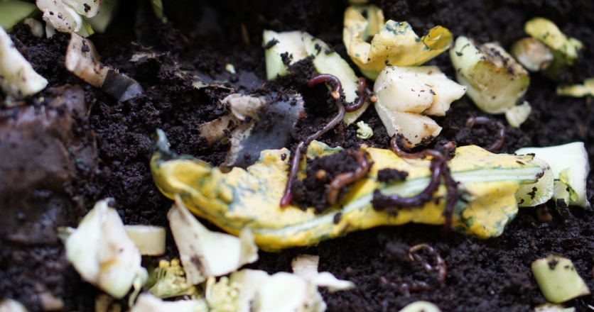 worms on a pile of compost