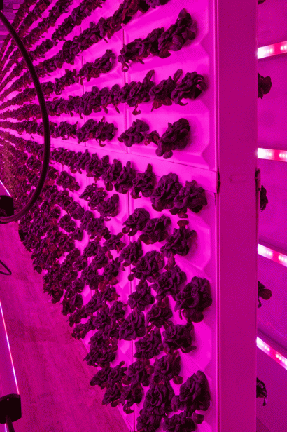 internal wall pink lights growing lettuce
