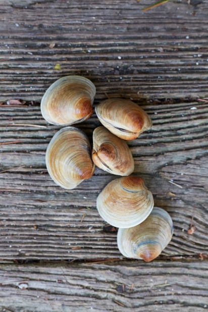 a few clams on table