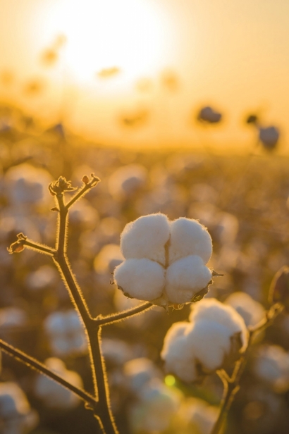 cotton on McIntosh farms