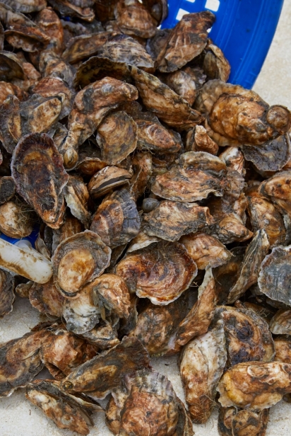 closeup basket of oysters