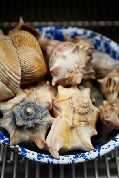 scallops and conches in blue bowl