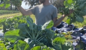 man holds brussels sprouts on farm