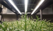 salicornia growing in a lab
