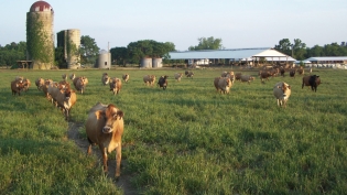 cows on local farm